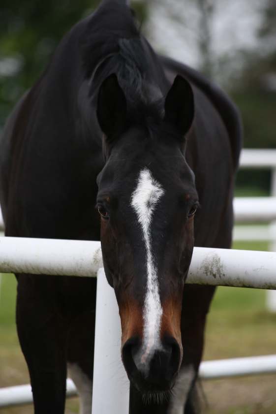 45719597_953553054854771_2563569922038824960_n